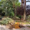 El Ayuntamiento invertirá 307.000 euros en la poda de palmeras de huertos municipales