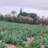 Compromís presenta alegaciones a la ordenanza de medio rural para defender una “protección integral del Camp d’Elx”