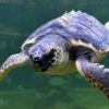 Santa Pola. La tortuga Quelone ya tiene hasta canción