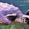 Santa Pola. Quelone, nombre para la tortuga que llegó desde la Fundación Oceanogràfic