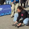 Santa Pola. La tortuga Quelone vuelve al mar