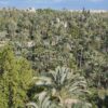 Encarrilada la redacción del Plan de Uso y Gestión del Palmeral