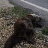 Amigos de los Humedales denuncia la muerte por atropello de una nutria junto a El Hondo