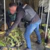 Crevillent. Detienen a tres hombres y desarticulan un grupo dedicado al cultivo de marihuana en el polígono industrial La Garganta