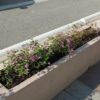 El Ayuntamiento de Elche licita por 100.000 euros el suministro de plantas de flor