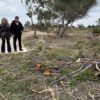 Santa Pola. La Conselleria de Medio Ambiente tala y tritura pinos muertos de la Sierra