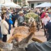 Dolores. Miles de personas se suman al cierre de la VIII Fiesta Fin de Campaña de la Alcachofa